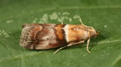 Амбариран оган