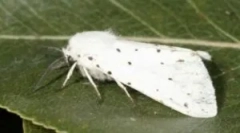 Американски бел пеперутка