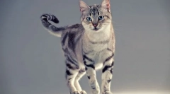 Американска shorthair cat (фото): флилин долг црн дроб
