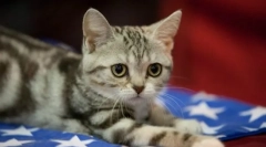 Американски shorthair cat