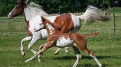 Американски коњи