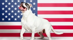 Американски раси на кучиња