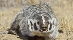 Американски barsuk