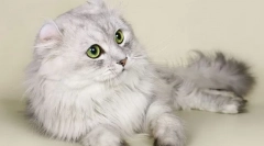 Американски керл