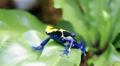 Амфибијци. Градење и карактеристики