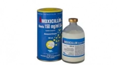 Амоксицилин за мачки: сведоштво, шема за прием и други важни точки