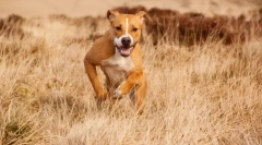 Amstaff (слика): нежен милениче и верен бранител