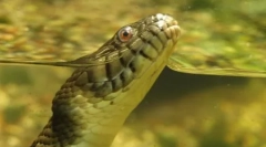 Anaconda - најголемата змија на модерност