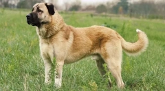 Анатолијан карабаш