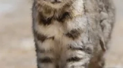 Anda cat - јужноамерикански луткава