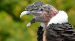 Andean condor