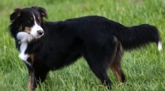 Англиски овчар: верен пријател и сигурен бранител