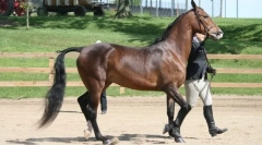 Британски коњи