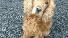 Британски раси на кучиња