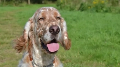 Англиски сеттер