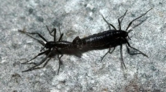 Антарктикот комар-бел