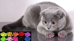 Антрола за мачки: ветеринар осврти за придобивките и опасностите од меки кадрици