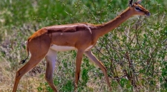 Antelope gernecum