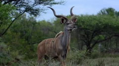 Антилопа куда