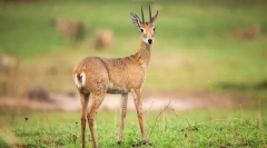 Антилопа орби