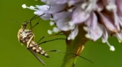 Анти комарец светилки од комарци