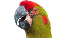 Ара красноухи