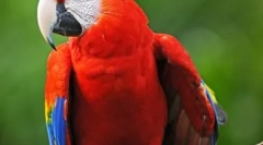 Ара танчерка: видео каде што папагалот танцува на креветот