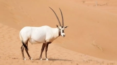 Арапски орикс