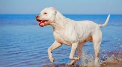 Аргентинско куче (слика): убав, храбар ловец и бранител