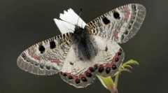 Армон аполинус