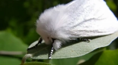 Арктикот volzhanka