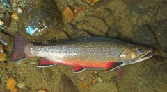 Арктички голо