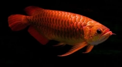 Азиско стареење