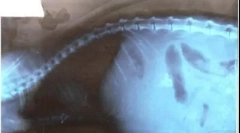 Ascites во мачки: кој е проблемот со