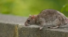 Аспекти на труење со човекот со отров за стаорец