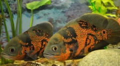 Astrotoninae (astrotinae)