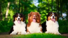 Австралискиот пастир куче (слика): убавина, ум и посветеност