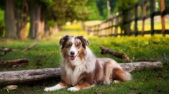 Австралиски овчарда