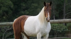 Австралиски коњи