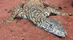 Австралискиот гигант варан