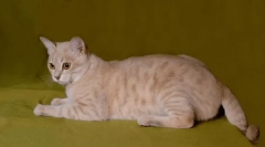 Австралиска магла: магливата мачка