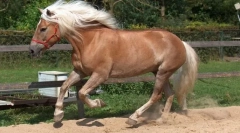 Австриски коњи