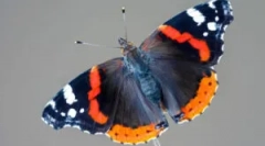 Адмирал батерфлај: опис и начин на живот