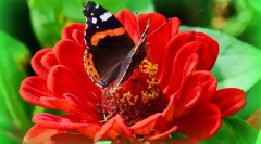 Пеперутка адмирал