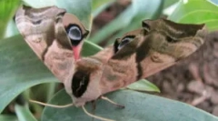 Пеперутка брахник: опис и типови