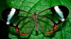 Пеперутка грета охо