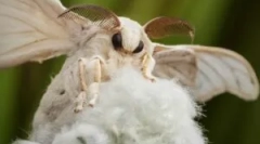 Пеперутка и caterpillar на tute silkworm