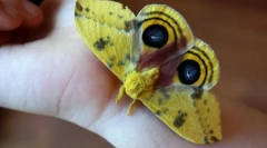 Пеперутка io