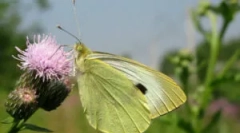 Пеперутка - зелка и гасеници на зелка