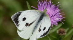 Пеперутка зелка